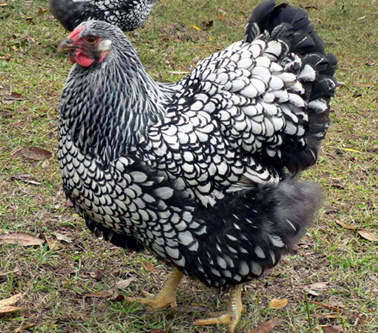 Pretty chickens