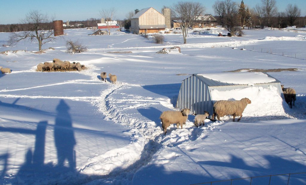 Sheep making new trails after snowfall.