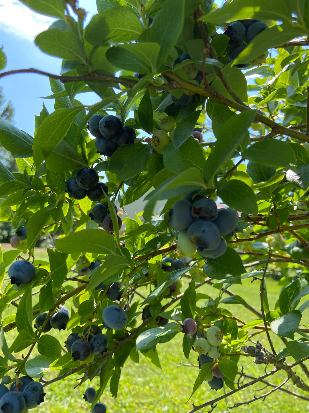 August 2025 CSA Newsletter