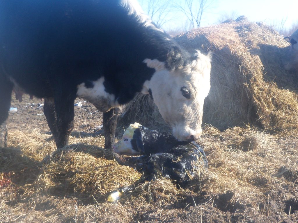 A very, very new calf!