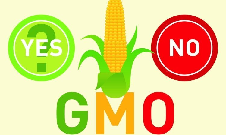 GMO Free grains for our pork & chicken!