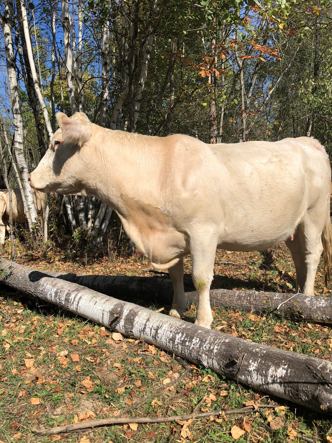 November 2025 CSA Newsletter