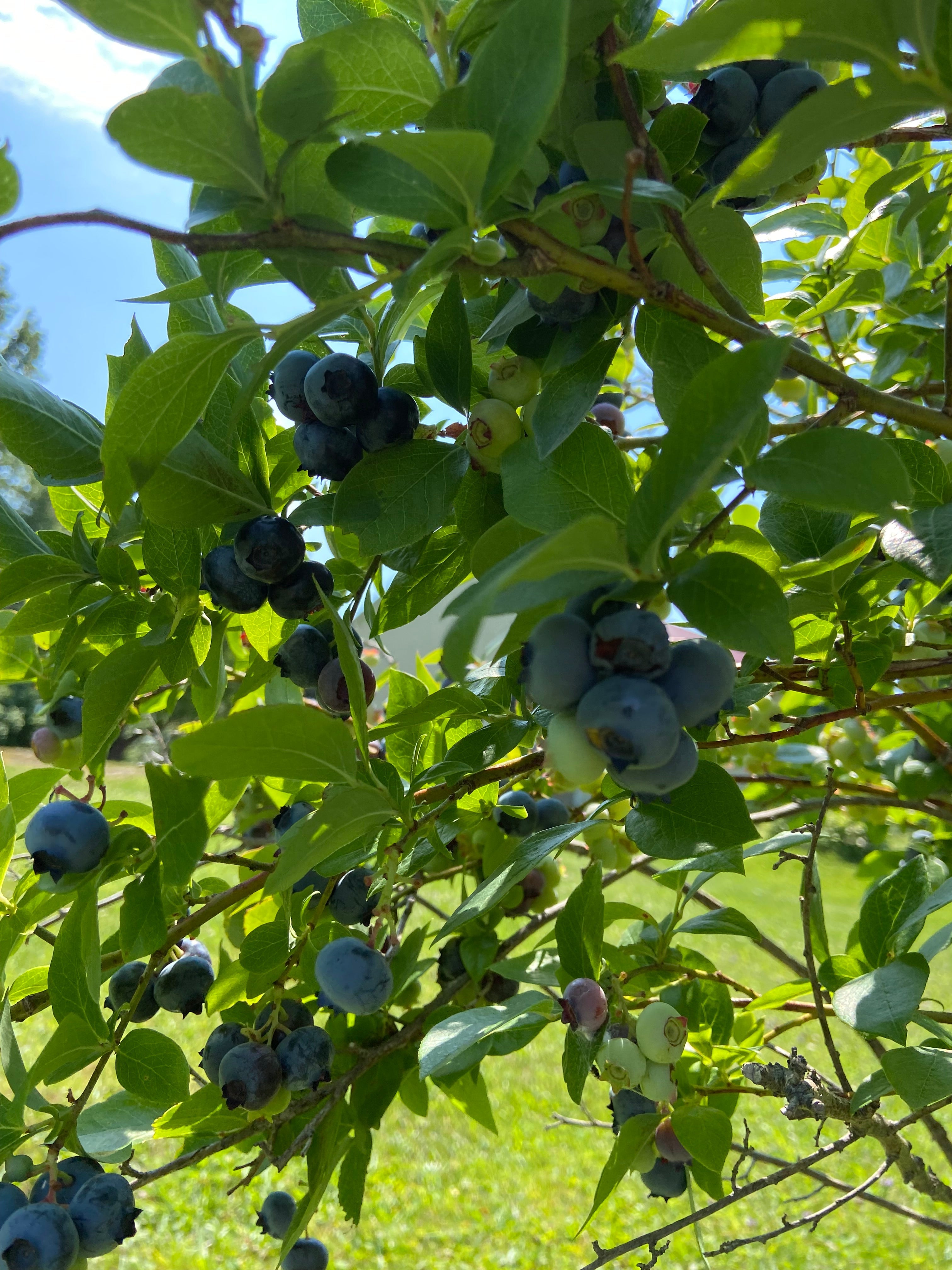 August 2025 CSA Newsletter