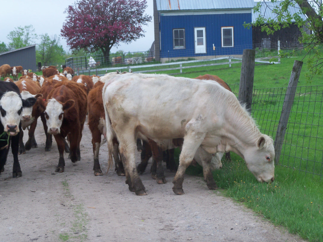 June 2026 CSA Newsletter