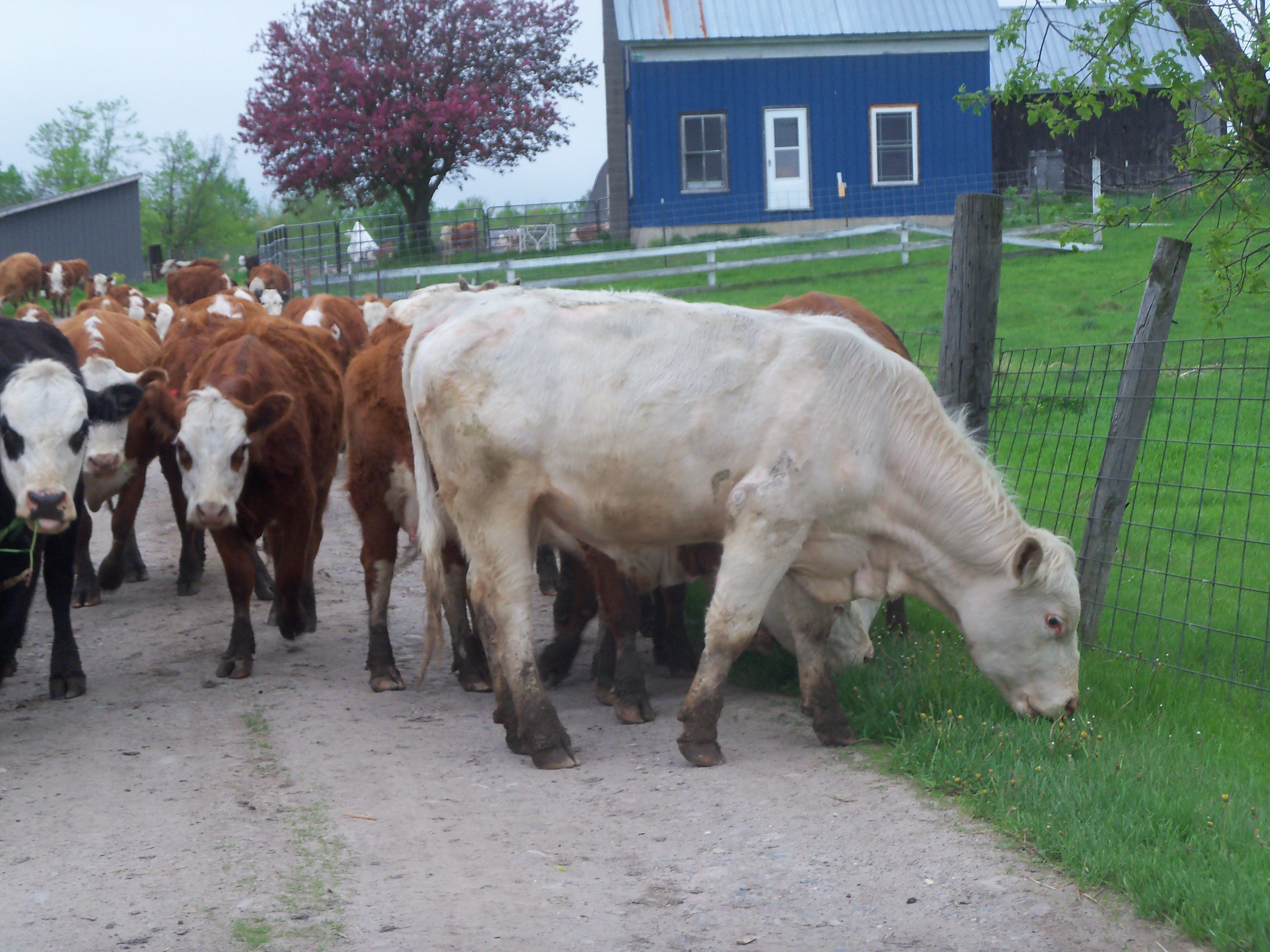 June 2026 CSA Newsletter