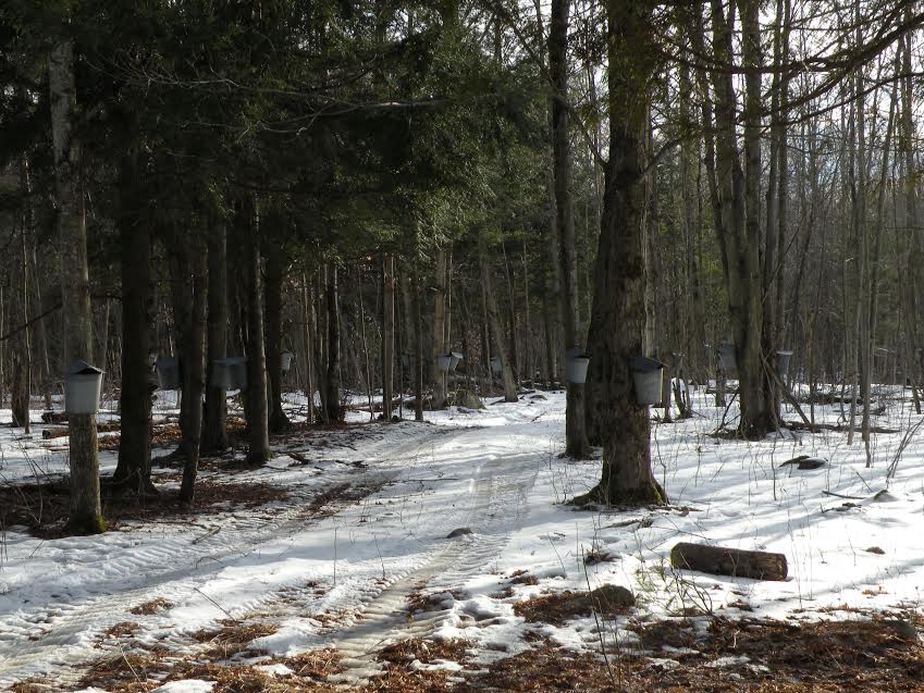 Huntley's Maple Syrup - A Story