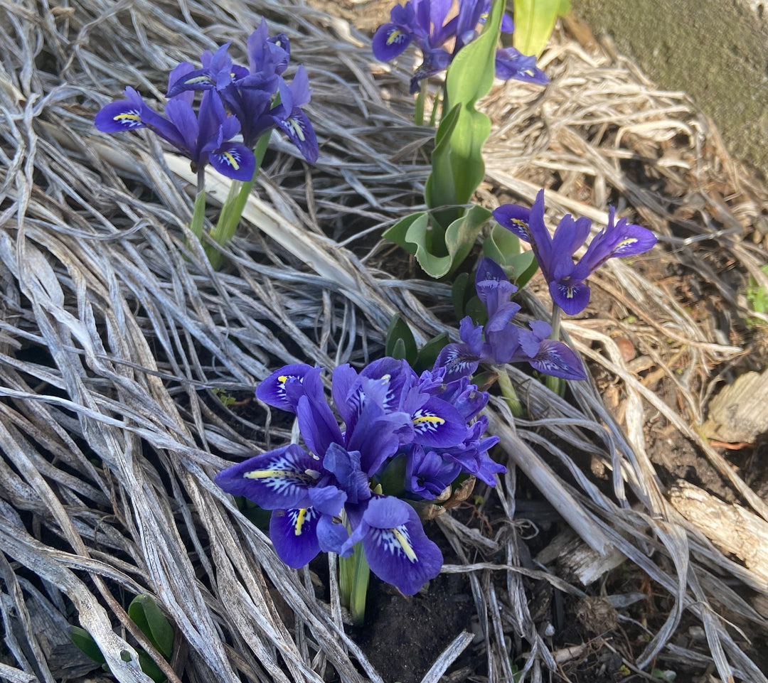 April 2026 CSA Newsletter