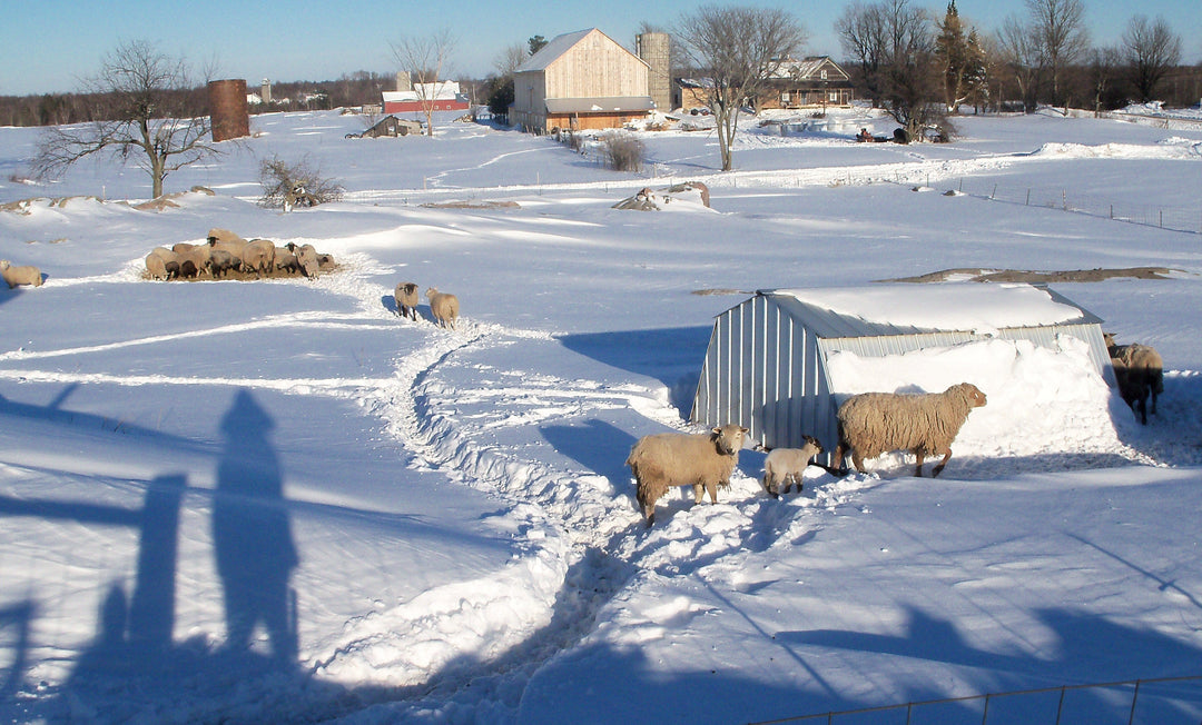 Winter views