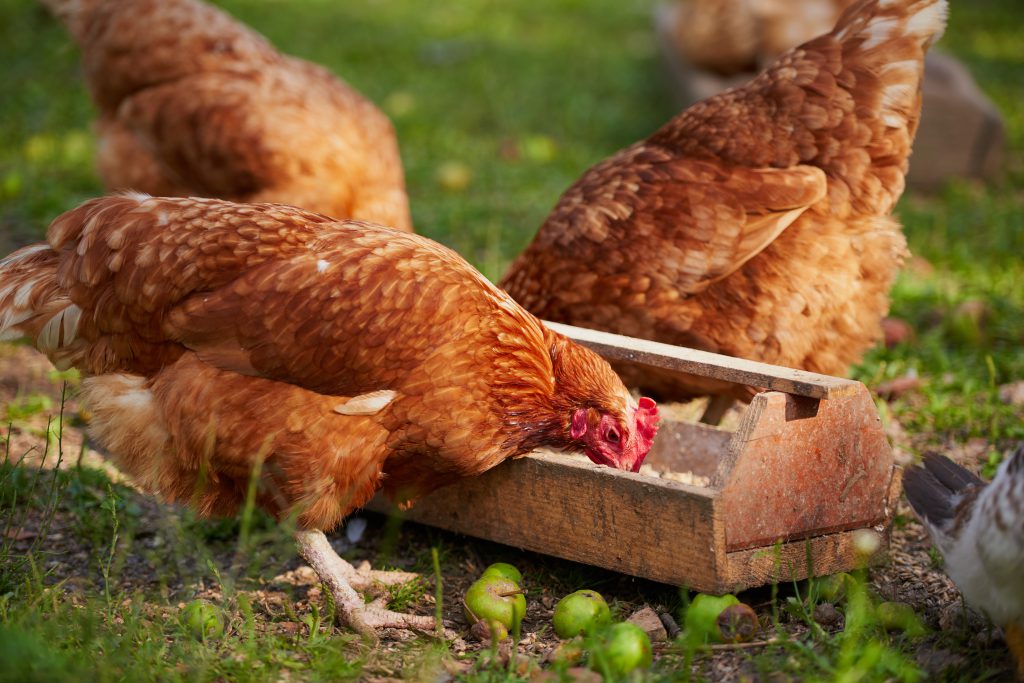 Chickens On Traditional Free Range Poultry Farm 8 O'clock Ranch