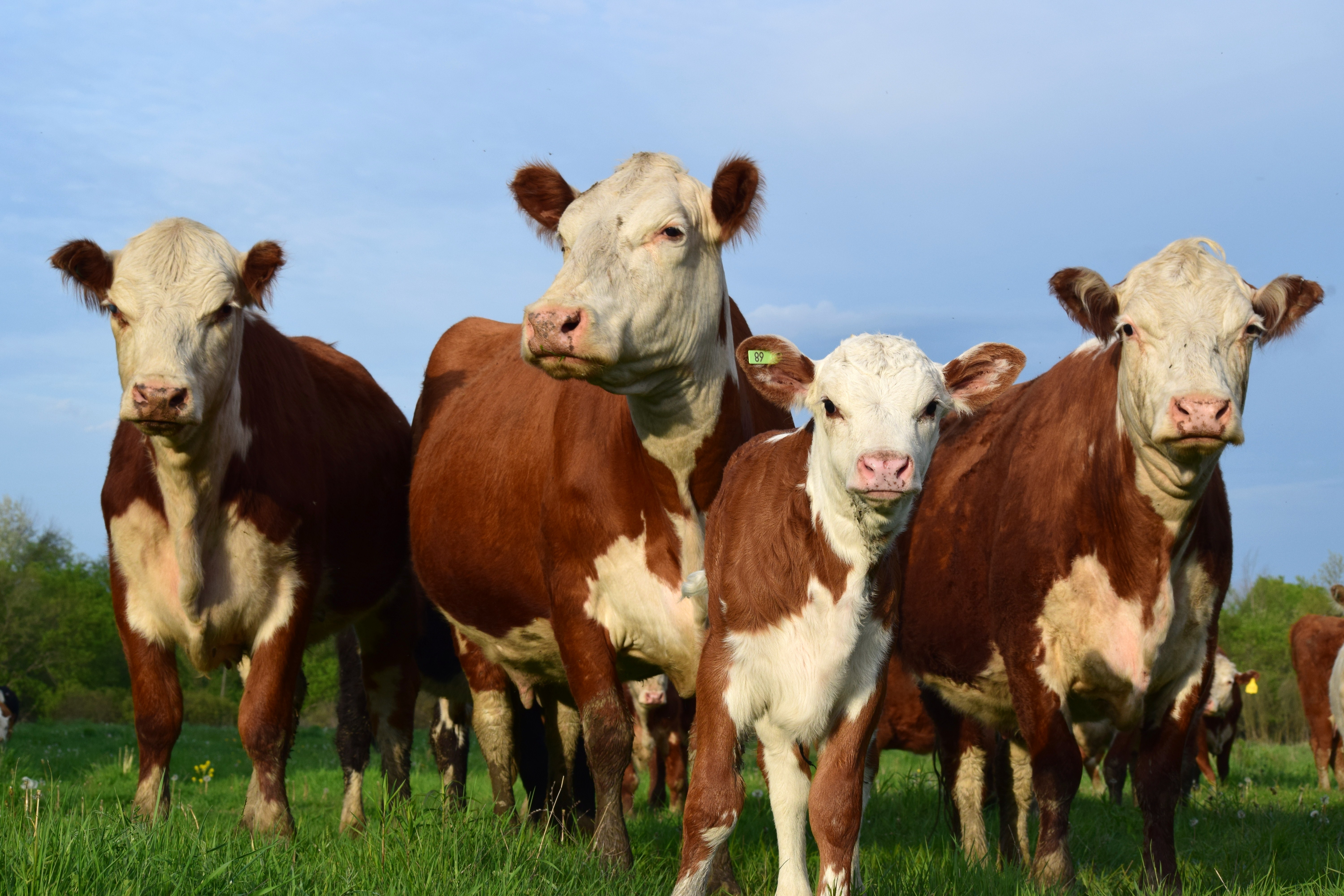 One of our Hereford Mothers with her offspring.