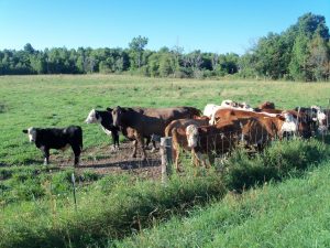 Herd of beef on pasture