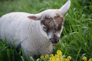 Lamb nibbling on flowers